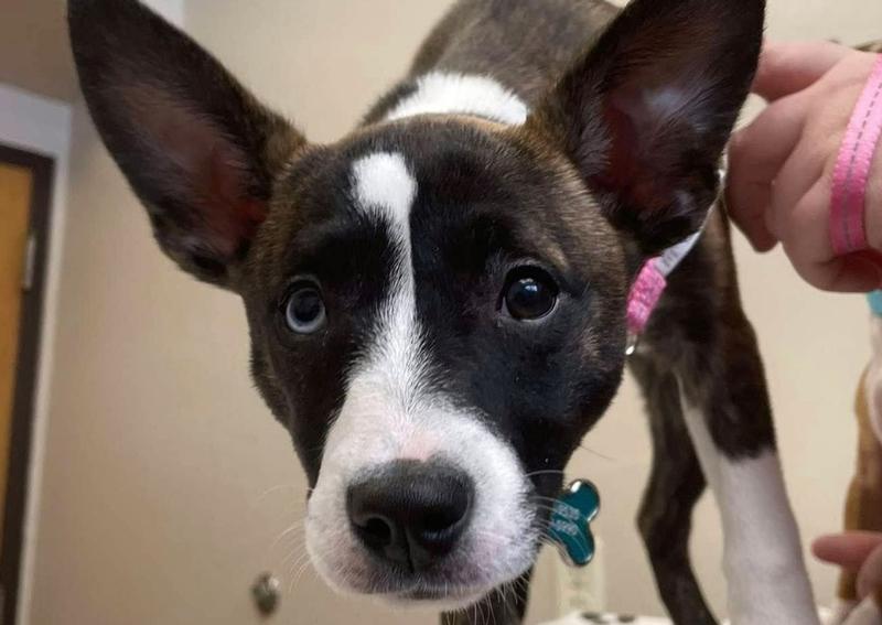 Parkside Animal Care Center Green Bay Veterinary Hospital